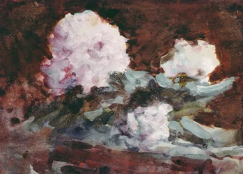 Rododendri